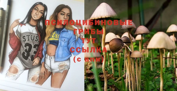 прущие грибы Бородино